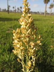 Pterocaulon balansae