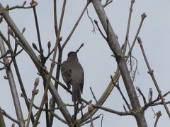Turdus migratorius caurinus