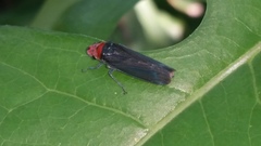 Aulacizes quadripunctata