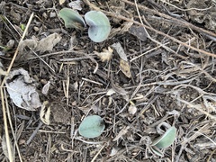 Mertensia longiflora