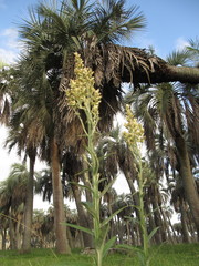 Pterocaulon balansae