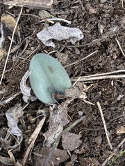 Mertensia longiflora