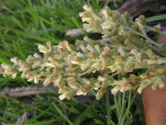 Pterocaulon balansae