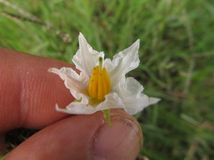 Solanum reineckii