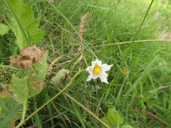 Solanum reineckii