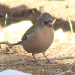Fringilla coelebs africana