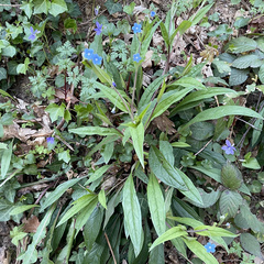 Omphalodes nitida