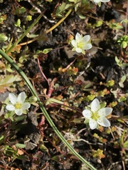 Sabulina californica