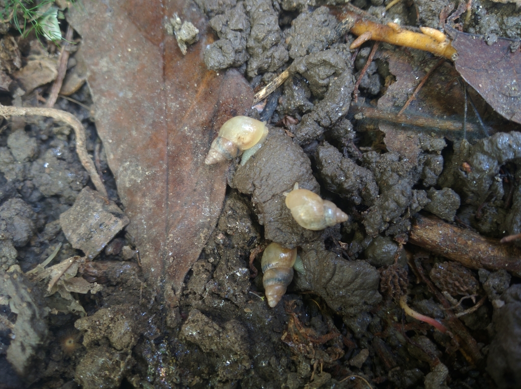 Single-bladed Awlsnail