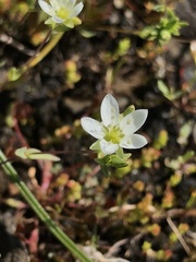 Sabulina californica