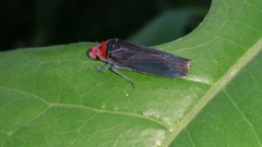 Aulacizes quadripunctata