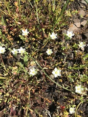 Sabulina californica