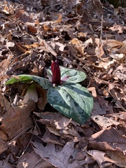 Trillium decumbens