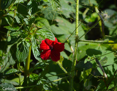 Hibiscus uncinellus