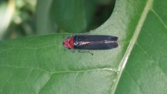 Aulacizes quadripunctata