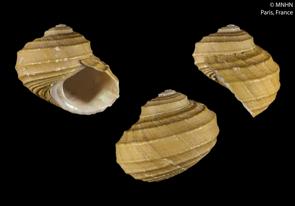 Cataegidae