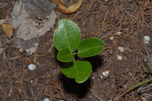 Dermatophyllum secundiflorum