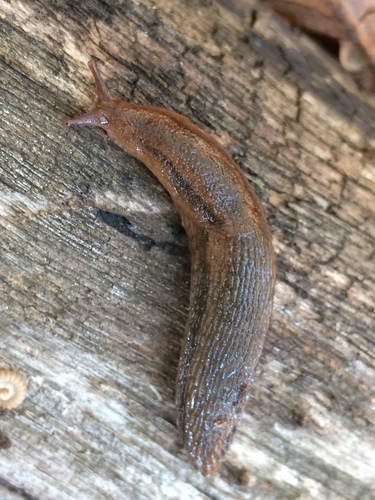 Arionidae
