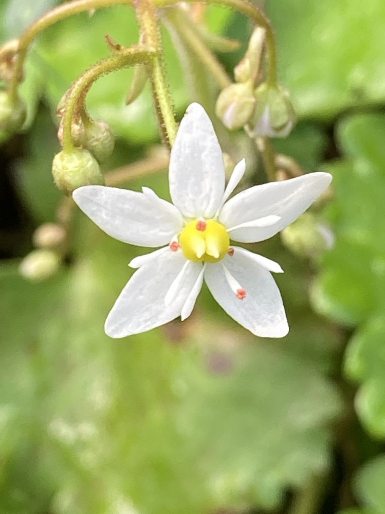 Heterisia