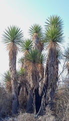 Yucca periculosa