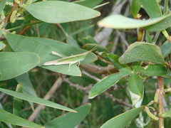 Allotruxalis gracilis