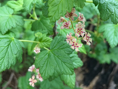 Ribes acerifolium