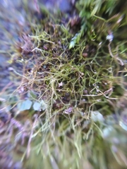 Amblystegium