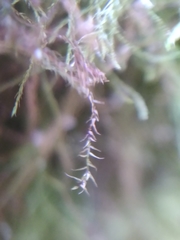 Amblystegium