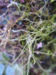 Amblystegium