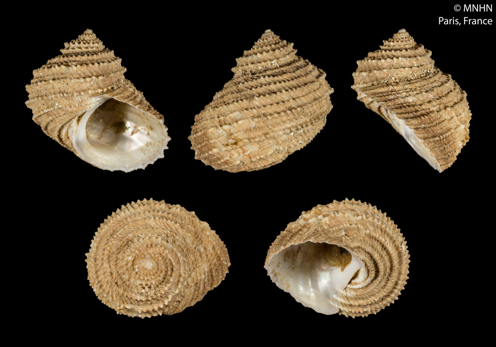 Cataegis tallorbioides