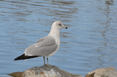 Larus delawarensis