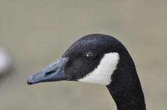 Branta canadensis