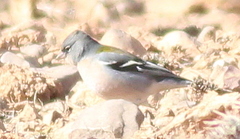 Fringilla coelebs africana