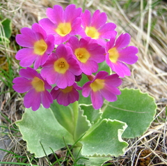 Primula × pubescens