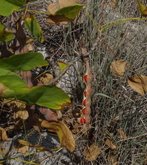 Erythrina flabelliformis