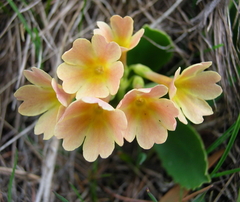 Primula × pubescens
