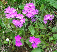 Primula × pubescens