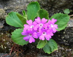 Primula × pubescens
