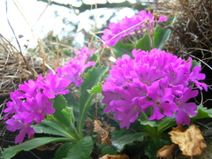 Primula × pubescens