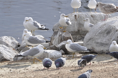 Larus delawarensis