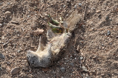 Otospermophilus beecheyi