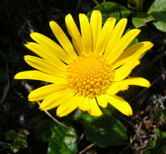 Doronicum clusii