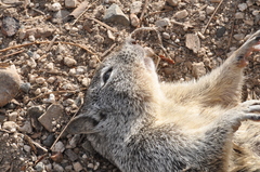 Otospermophilus beecheyi