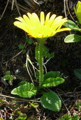 Doronicum clusii