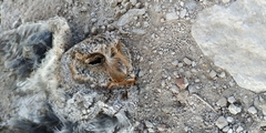Psiloscops flammeolus