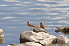 Charadrius vociferus