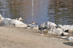 Charadrius vociferus