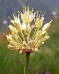 Allium victorialis