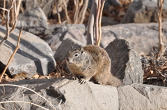 Otospermophilus beecheyi
