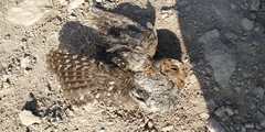 Psiloscops flammeolus